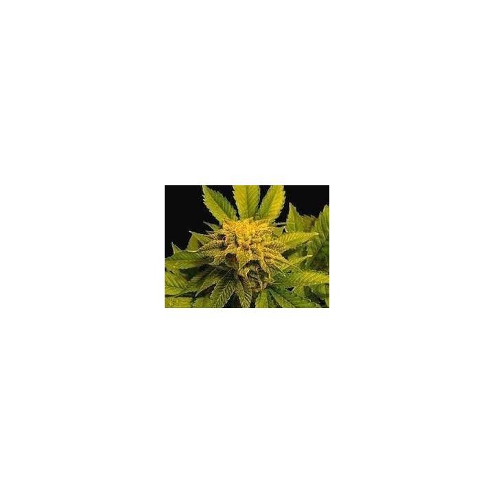 Afghan Delight Regular de Soma Seeds