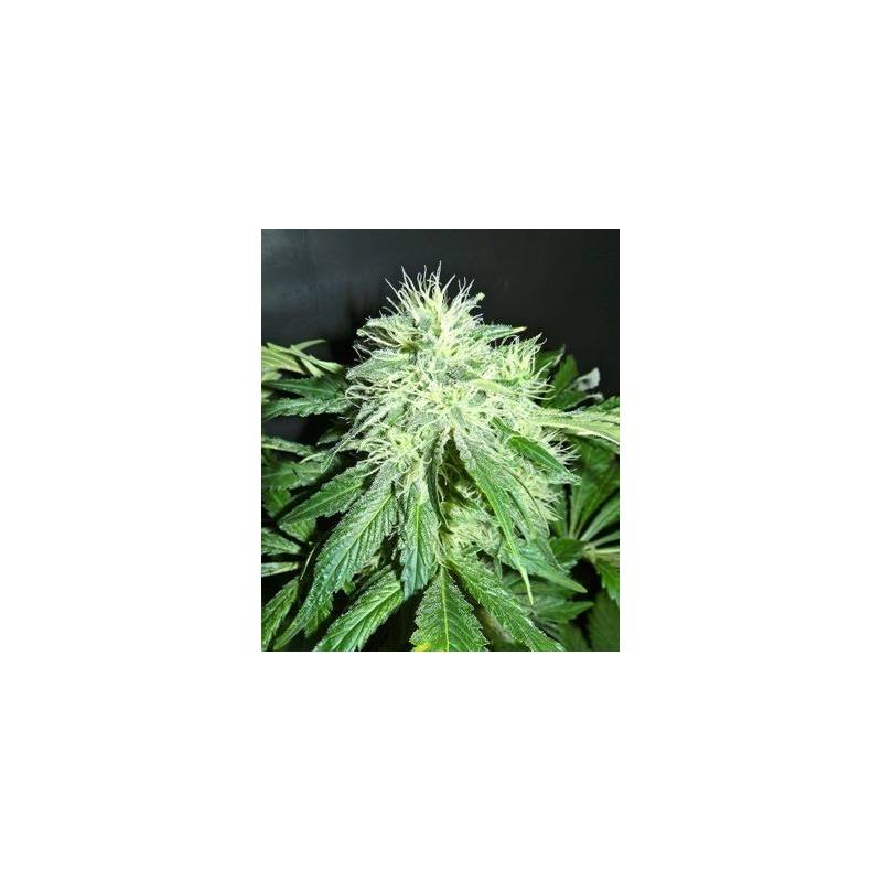 Afghan United Feminizada - 5 uds fem