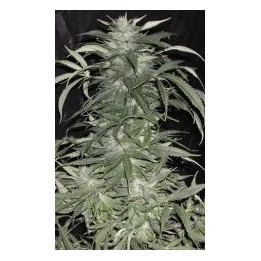 Afghani Special Regular de K.C. Brains