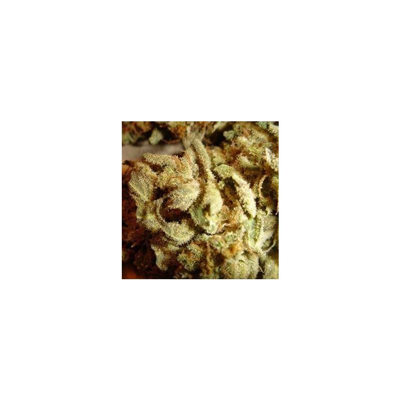 Aiea Regular - 5 uds regu