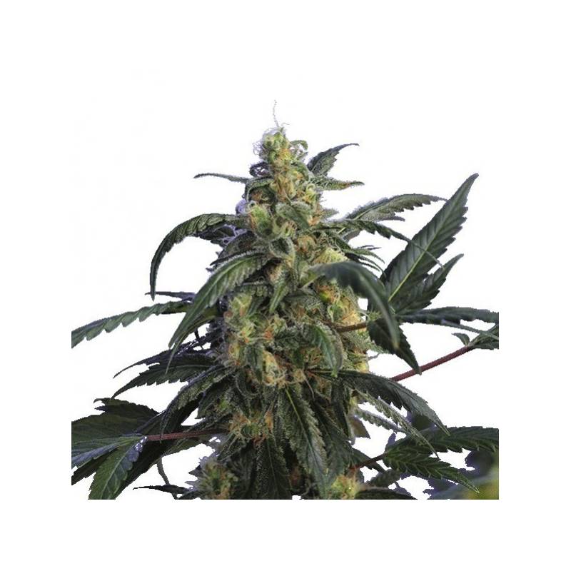 Alien Jack Motta (español) Feminizada - 3 uds fem