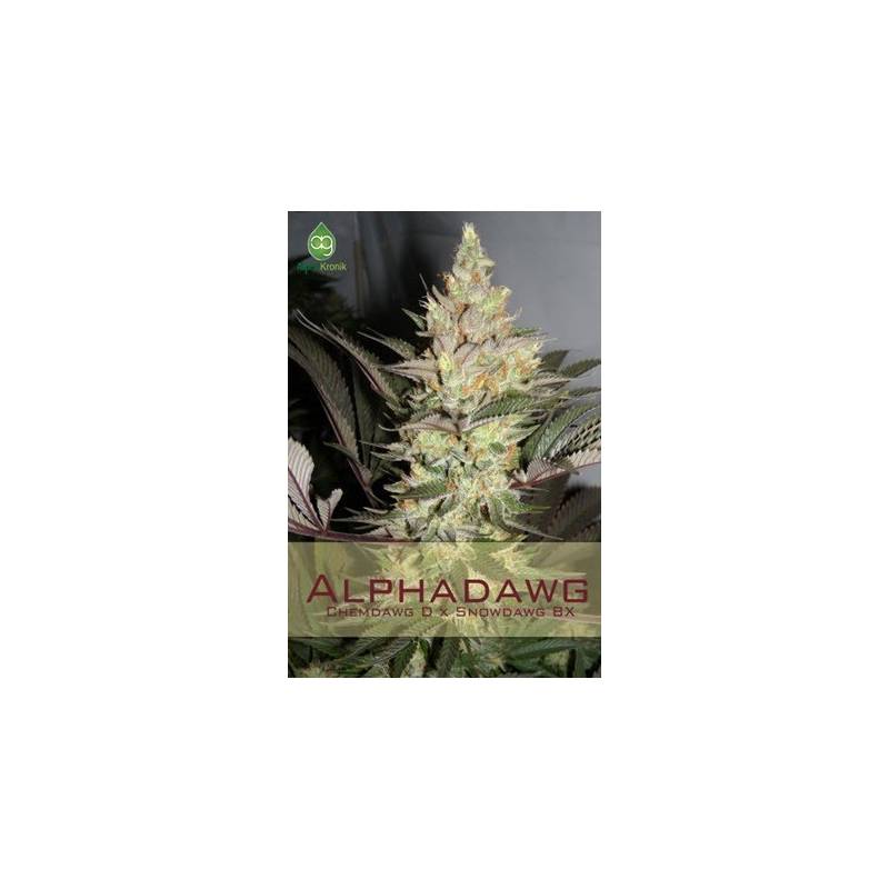 Alphadawg Regular - 5 uds regu