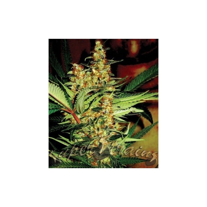 Amajikoym Feminizada de Super Strains