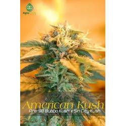 American Kush Regular de 