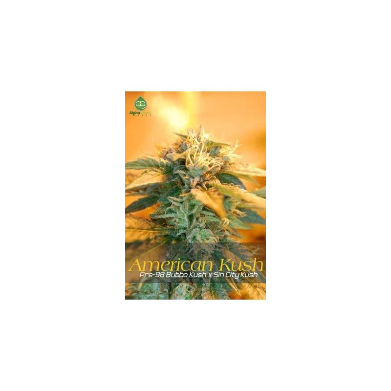 American Kush Regular de 