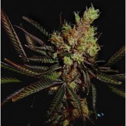 Amethyst Bud Regular de Soma Seeds