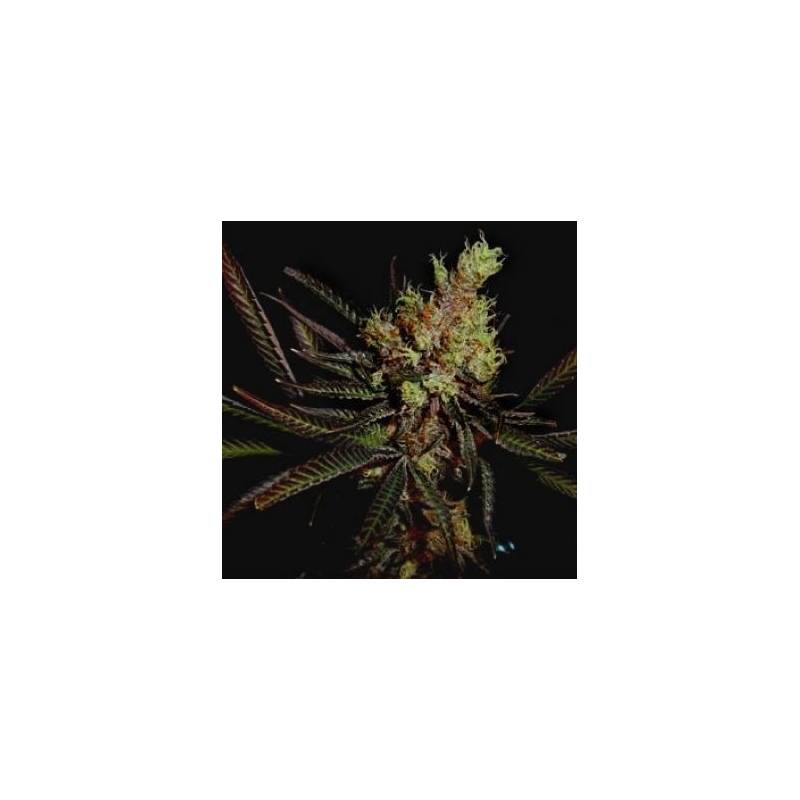 Amethyst Bud Regular de Soma Seeds