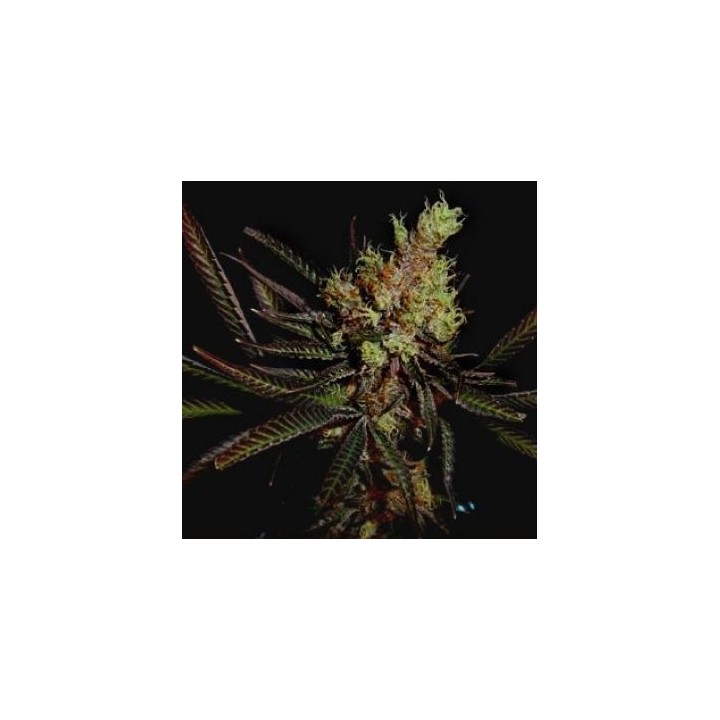 Amethyst Bud Regular de Soma Seeds