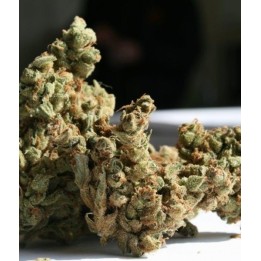 Amnesia Feminizada de Super Strains