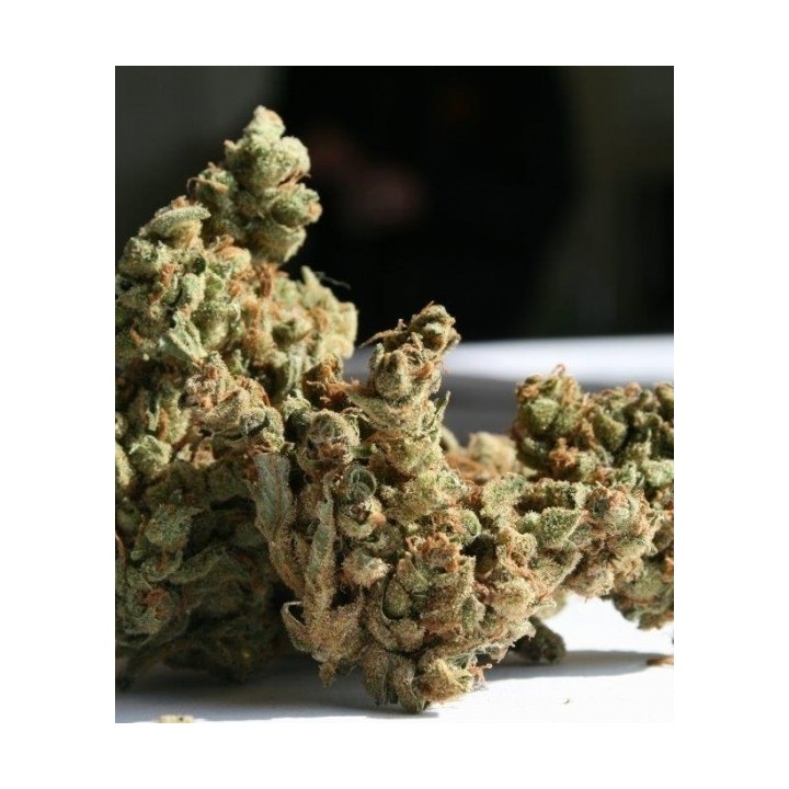 Amnesia Feminizada de Super Strains