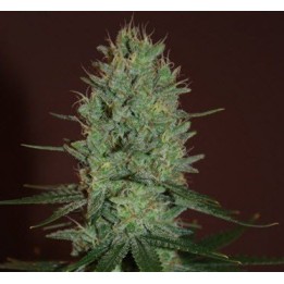 Amnesia Haze Feminizada de Expert Seeds