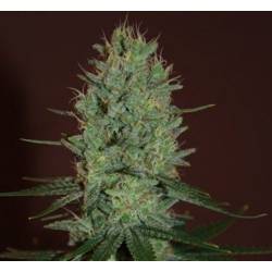 Amnesia Haze Feminizada