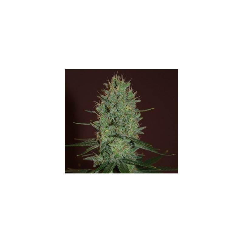 Amnesia Haze Feminizada de Expert Seeds