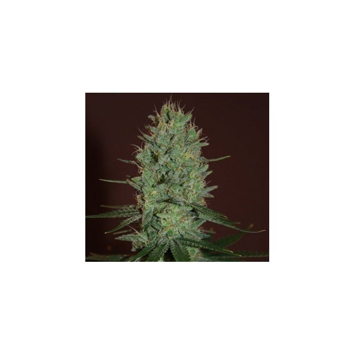 Amnesia Haze Feminizada de Expert Seeds