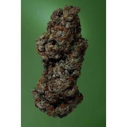 Amnesia Haze Feminizada de Soma Seeds