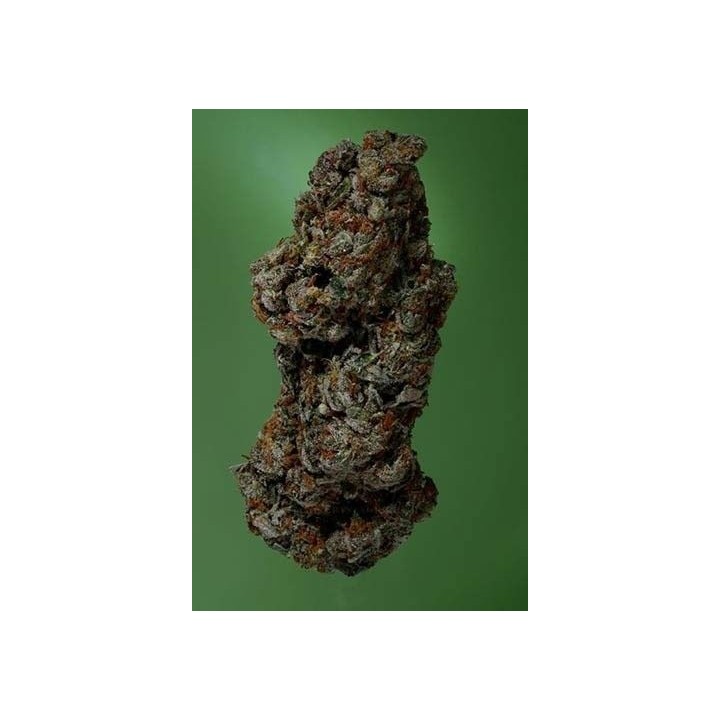 Amnesia Haze Feminizada de Soma Seeds