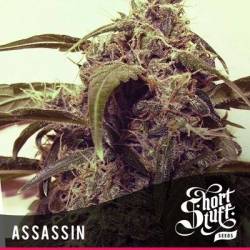 Assassin Feminizada de Short Stuff Seeds