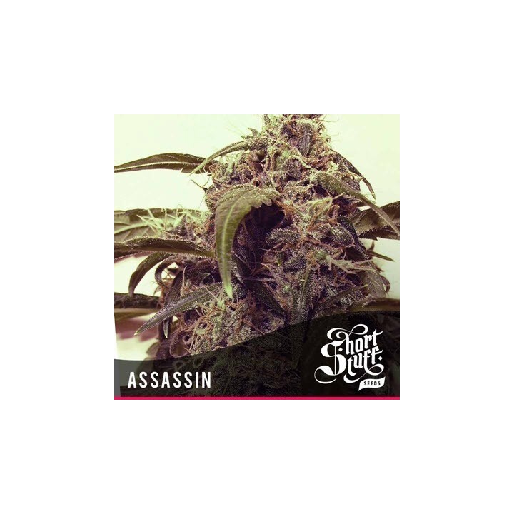 Assassin Feminizada de Short Stuff Seeds