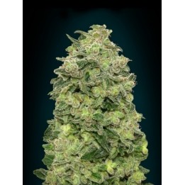 Afghan Skunk Autofloreciente Feminizada de Advanced Seeds