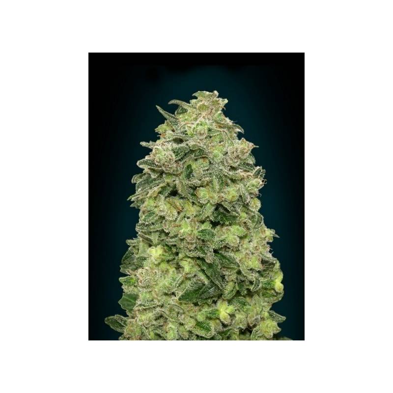 Afghan Skunk Autofloreciente Feminizada de Advanced Seeds