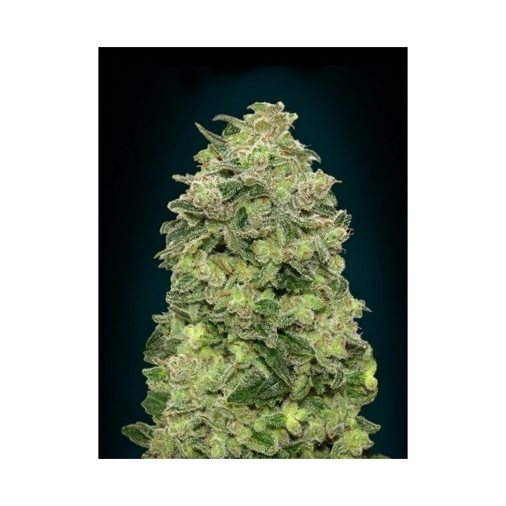 Afghan Skunk Autofloreciente Feminizada de Advanced Seeds