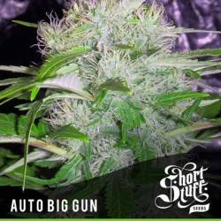 Big Gun Autofloreciente Feminizada de Short Stuff Seeds