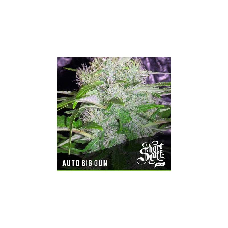 Big Gun Autofloreciente Feminizada de Short Stuff Seeds