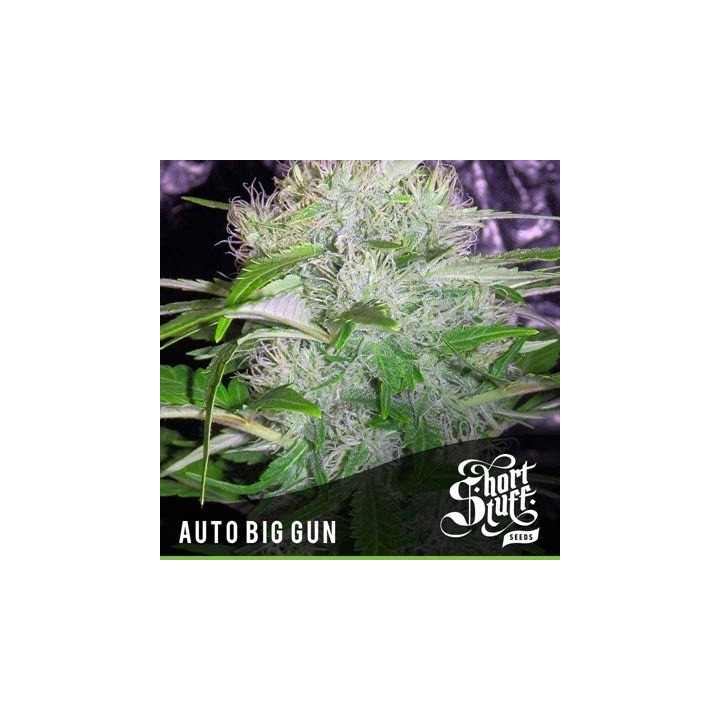 Big Gun Autofloreciente Feminizada de Short Stuff Seeds