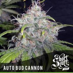 Bud Cannon Autofloreciente...