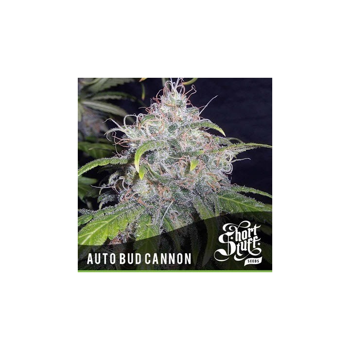 Bud Cannon Autofloreciente Feminizada de Short Stuff Seeds