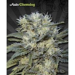 Chemdog Autofloreciente Feminizada de Auto Seeds