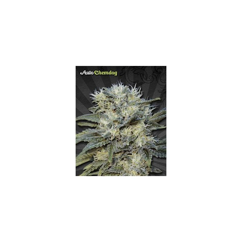 Chemdog Autofloreciente Feminizada de Auto Seeds