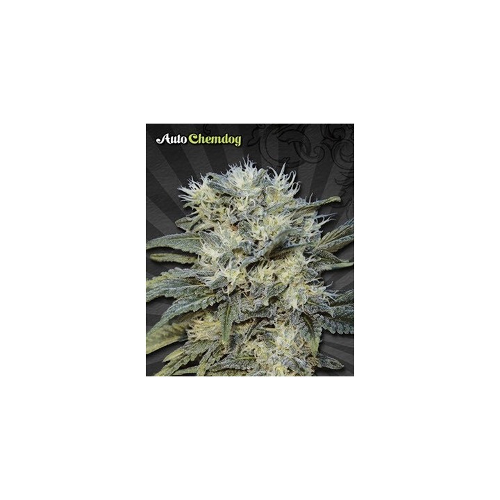Chemdog Autofloreciente Feminizada de Auto Seeds