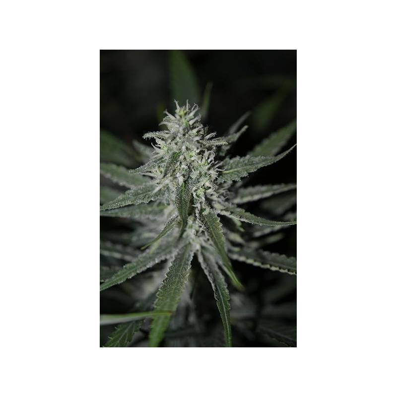 Fini Autofloreciente Feminizada de Super Strains