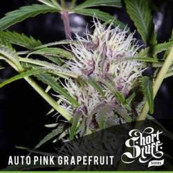 Pink Grapefruit Autofloreciente Feminizada de Short Stuff Seeds