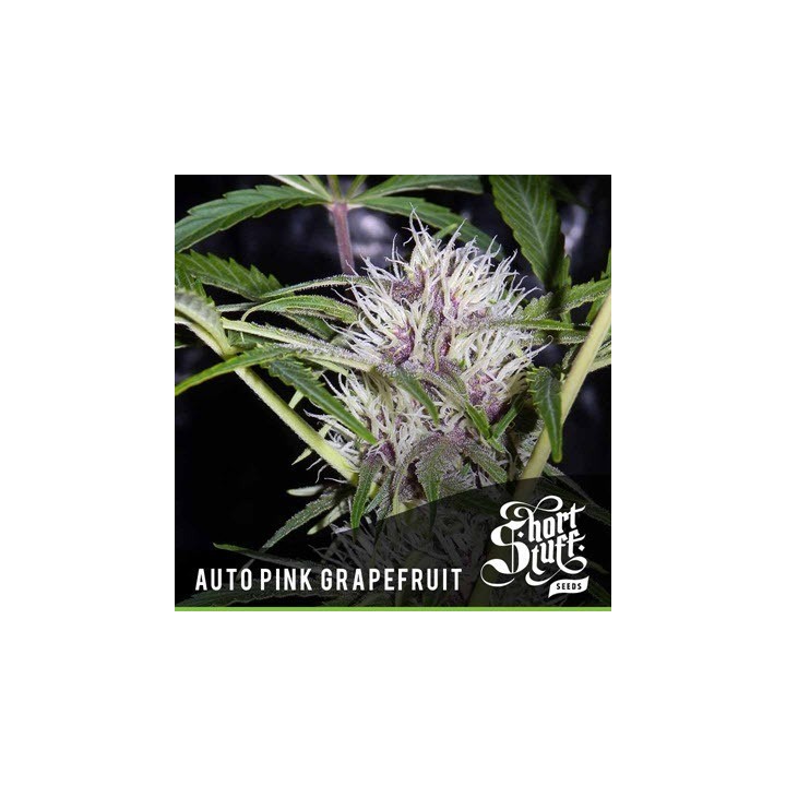 Pink Grapefruit Autofloreciente Feminizada de Short Stuff Seeds