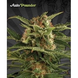 Pounder Autofloreciente Feminizada de Auto Seeds