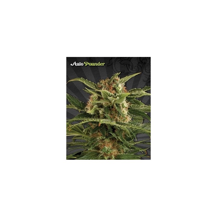 Pounder Autofloreciente Feminizada de Auto Seeds