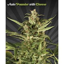 Juicy Lucy Autofloreciente Feminizada de Auto Seeds