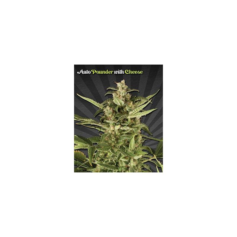 Juicy Lucy Autofloreciente Feminizada de Auto Seeds