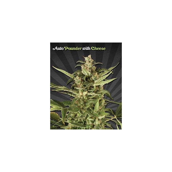 Juicy Lucy Autofloreciente Feminizada de Auto Seeds