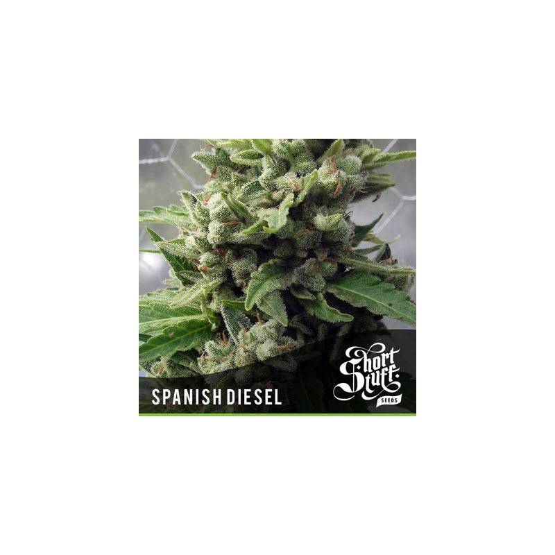 Spanish Diesel Autofloreciente Feminizada de Short Stuff Seeds