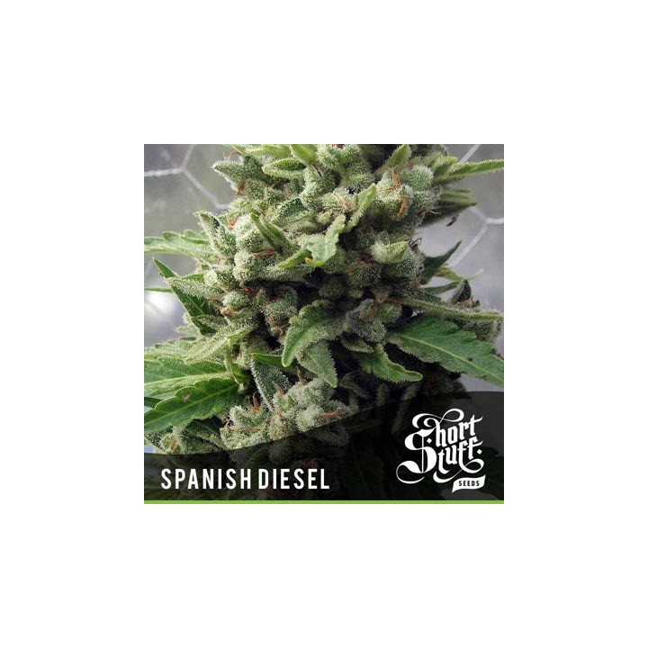 Spanish Diesel Autofloreciente Feminizada de Short Stuff Seeds