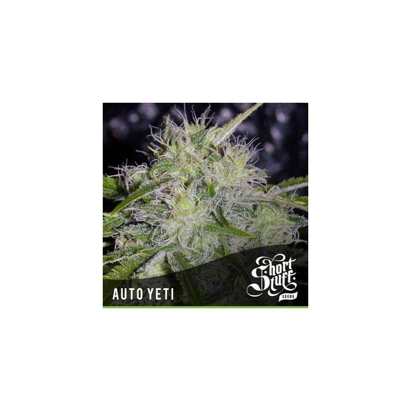 Yeti Autofloreciente Feminizada de Short Stuff Seeds