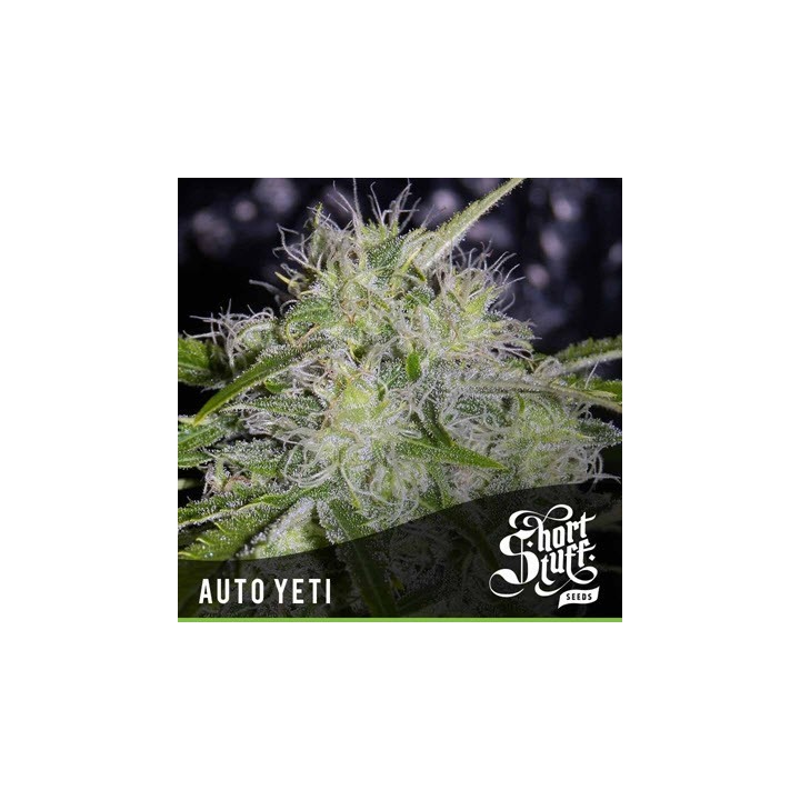 Yeti Autofloreciente Feminizada de Short Stuff Seeds