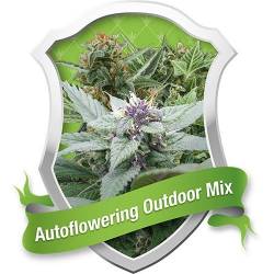 Outdoor Autofloreciente Feminizada de Royal Queen