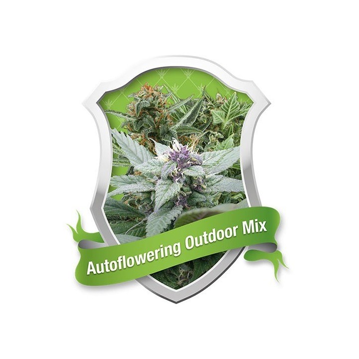 Mix Autofloreciente Feminizada de Royal Queen