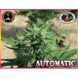 Automatic Autofloreciente Feminizada de Big Buddha Seeds