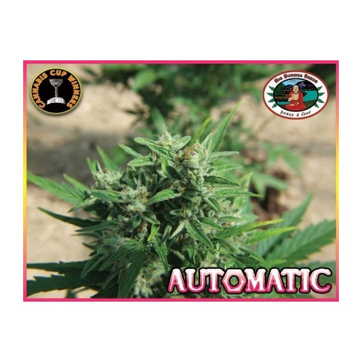 Automatic Autofloreciente Feminizada de Big Buddha Seeds