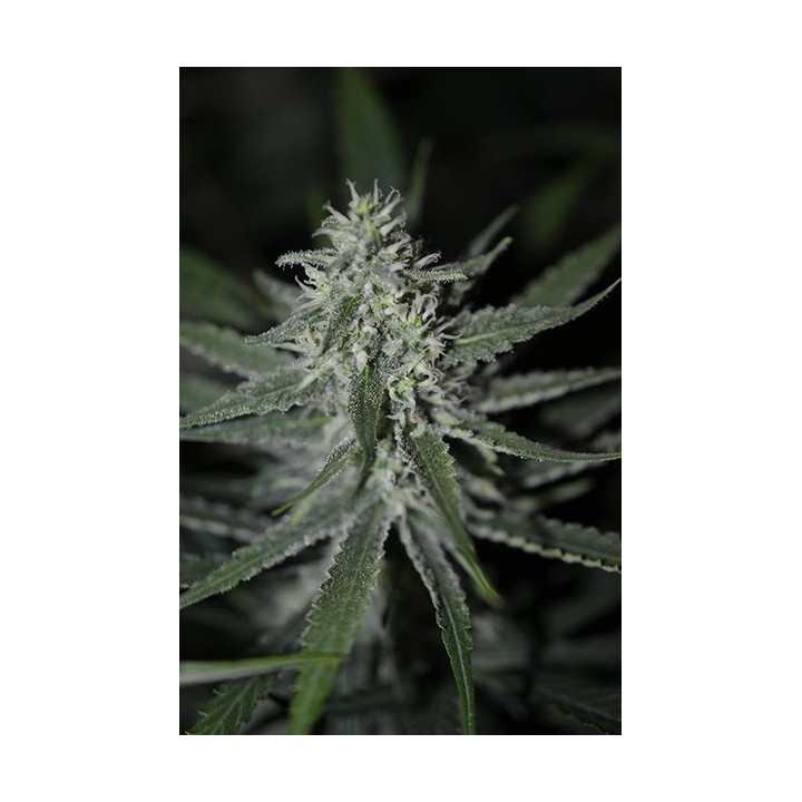 Automatic Fini Autofloreciente Feminizada de Super Strains